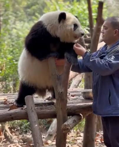 Hua Hua the panda