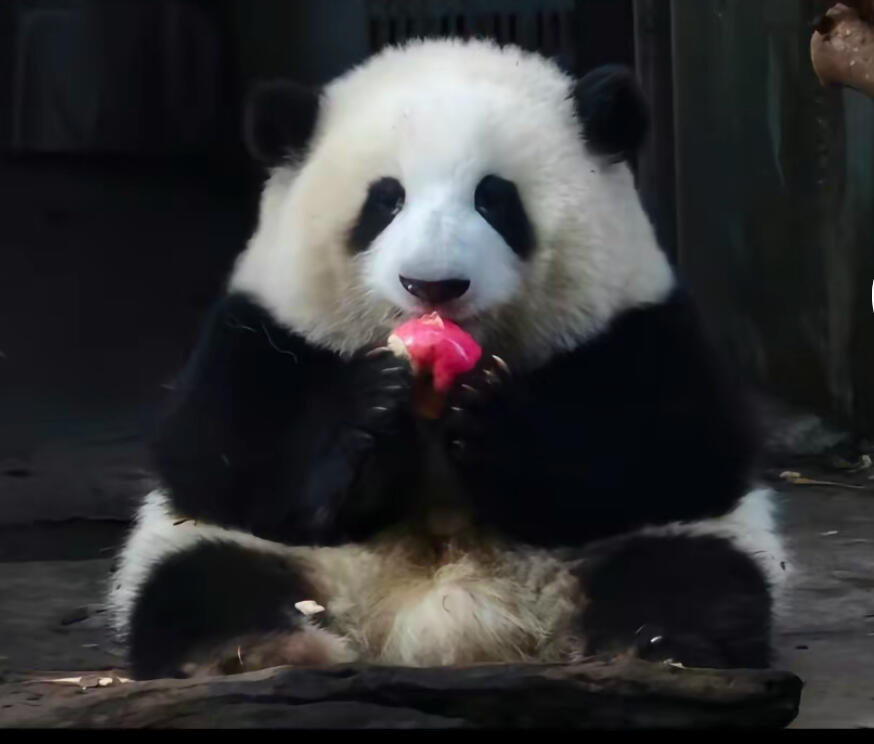 Hua Hua the panda