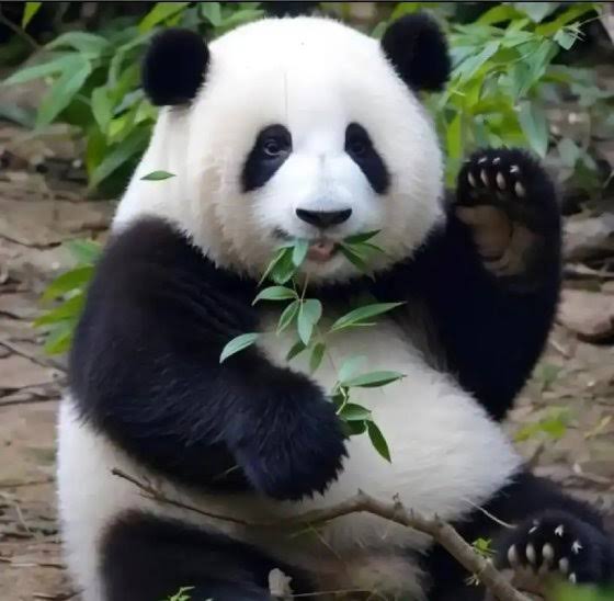 Hua Hua the panda