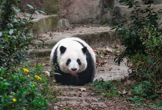 Hua Hua the panda