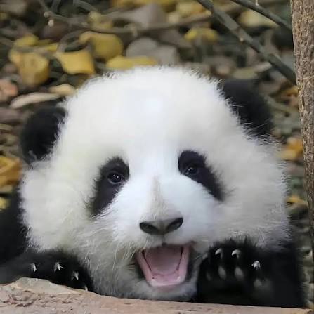 Hua Hua the panda
